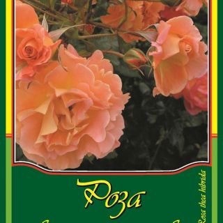 Оранжева влачеща роза