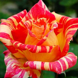 Шарена червена с жълто