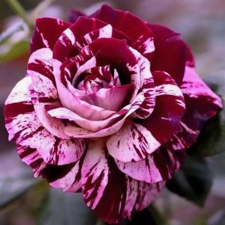 Шарена Фокус /ново/