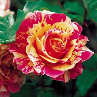 Шарена червена с жълто