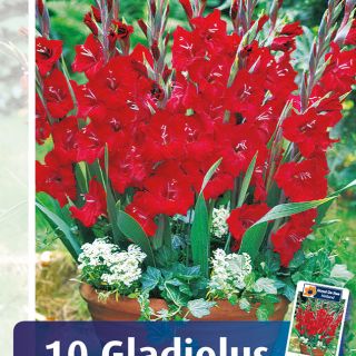 Гладиоли САКСИЙНИ Glamini Tom-10бр.