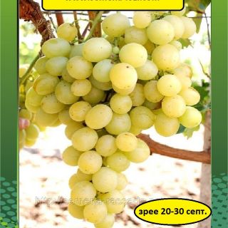 Александрийски мискет