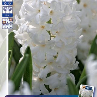 ЛУКОВИЦИ ЗЮМБЮЛИ-250бр.