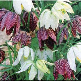 Фритилария зимоустойчива тигрова саморазмножаваща се за сянка - Fritillaria meleagris mix