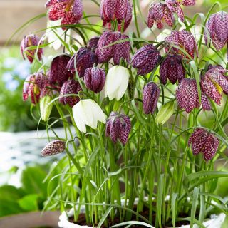 Фритилария зимоустойчива тигрова саморазмножаваща се за сянка - Fritillaria meleagris mix