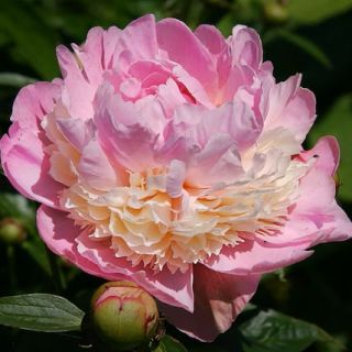 Божур/Paeonia PINK/WHITE Sorbet