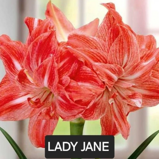 Амарилис DOUBLE LADY JANE /ново/