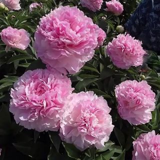 Божур/Paeonia PINK/WHITE Sorbet