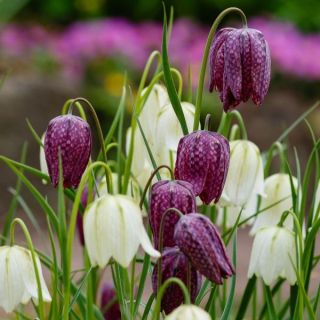 Фритилария зимоустойчива тигрова саморазмножаваща се за сянка - Fritillaria meleagris mix