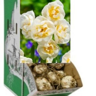 Racbox Нарцис BIRDAL CROWN-60бр.