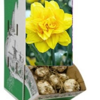 Racbox Нарцис GOLDEN DUCAT-60бр.