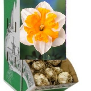 Racbox Нарцис LOVE CALL-60бр.