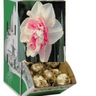Rackbox Нарцис REPLETE-60бр.