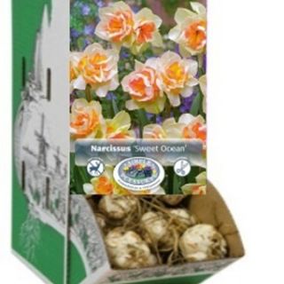 Racbox Нарцис SWEET OCEAN-60бр.