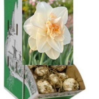 Racbox Нарцис TENDER BEAUTY-60бр.