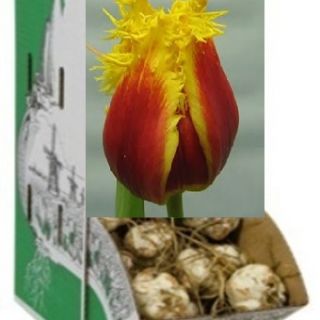 Rackbox FRINGED Crispy Artair-150бр.