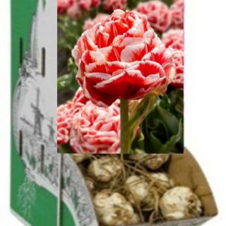 Rackbox лале CHAMPIONSHIP-80бр.