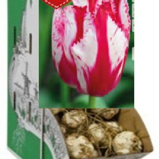 Rackbox FRINGED Happy Clown-150бр.