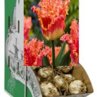 Rackbox FRINGED Joint Devision-100бр.