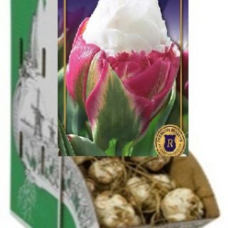 Rackbox лале Double Polar-100бр.