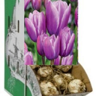 Rackbox многоцветно лале PURPLE ELEGANCE-80бр.