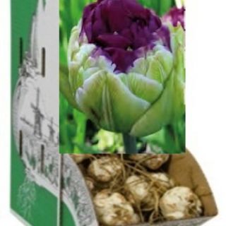Rackbox лале Purple Peony-100бр.