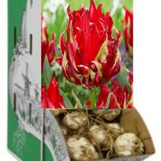 Rackbox лале RED SPIDER-80бр.