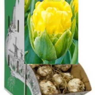 Rackbox лале Tropical Wave-100бр.