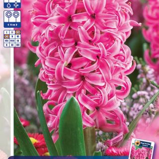 RACKBOX Луковици Зюмбюл PINK PEARL - 100бр.