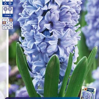 RACKBOX Луковици Зюмбюл DELFT BLUE - 100бр.