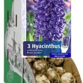 RACKBOX Луковици Зюмбюл BLUE JACKET - 100бр.