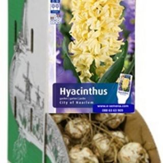 RACKBOX Луковици Зюмбюл CITY OF HAARLEM - 100бр.