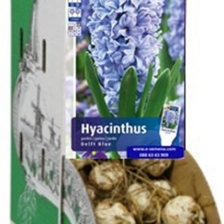 RACKBOX Луковици Зюмбюл DELFT BLUE - 100бр.