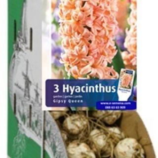 RACKBOX Луковици Зюмбюл GIPSY QUEEN - 100бр.
