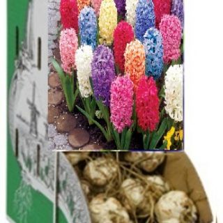 Racbox луковици Зюмбюли микс - 100бр.
