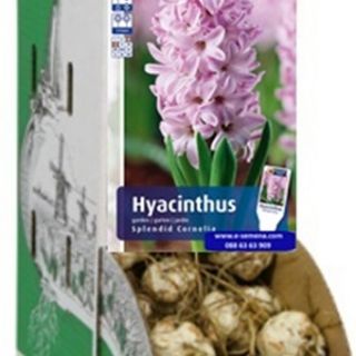 RACKBOX Луковици Зюмбюл SPLENDID CORNELIA - 100бр.