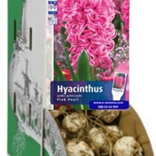 RACKBOX Луковици Зюмбюл PINK PEARL - 100бр.