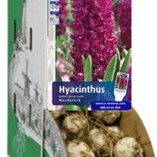 RACKBOX Луковици Зюмбюл WOODSTOK - 100бр.