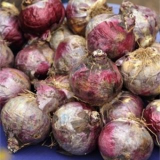 RACKBOX Луковици Зюмбюл PINK PEARL - 100бр.