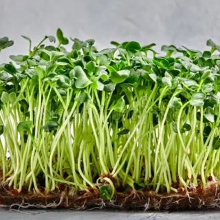 Семена за кълнове от Люцерна ( Alfalfa)-100гр