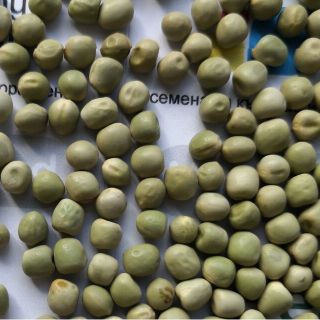 Семена за кълнове от Грах (Pea)-100гр
