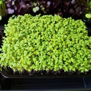 Семена за кълнове от Крес (Cress)-100гр