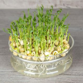 Семена за кълнове от Грах (Pea)-100гр