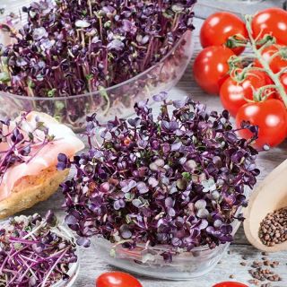 Семена за кълнове от Репичка Sango(Radish Sango)-100гр