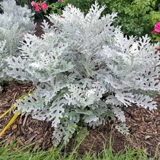 Сребърна цинерария.