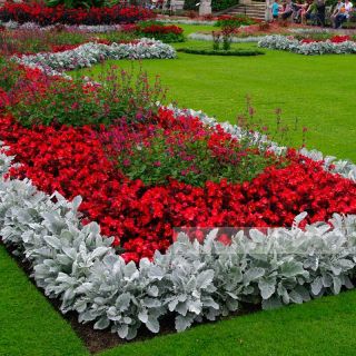 Сребърна цинерария.