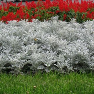 Сребърна цинерария.