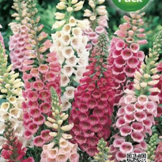 Дигиталис /напръстник/ Дигиталис /напръстник/