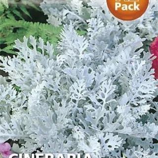 Сребърна цинерария. Сребърна цинерария.