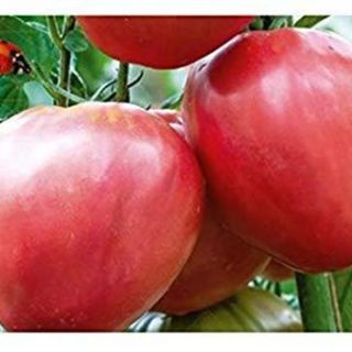 Домати Биволско сърце Домати Биволско сърце